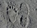 Big Feet at SILVER SALMON    w 36929646 O