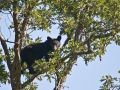 Black Bear in Acorn Tree 8425  411516812 O