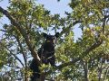 Black Bear in Acorn Tree   842 411520067 O