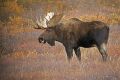 Bull Moose Tongue at DENALI 9  36929648 O