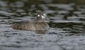 Female Harlequin Duck at Silve 36929655 O
