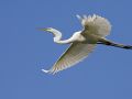 7454 Great Egret in Flight 57833710 O