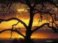 IMG0062 Okavango Sunset 2400936 O