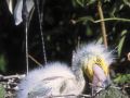 IMG0026 Great Egret Chick with 2400218 O