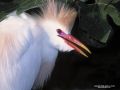 IMG0036 Cattle Egret in breedi 2401249 O