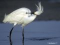 IMG0042 Snowy Egret catches a  57833464 O