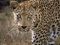 IMG0013 Leopard has eyes for o 57837909 O
