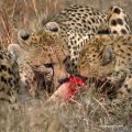 IMG0037 Cheetah Family at dinn 2400597 O