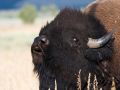 grand tetons buffalo   flehmen 367904354 O
