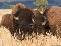 grand tetons buffalo in love   367904100 O