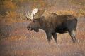 Bull Moose Tongue at DENALI 9  57836562 O