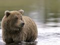 Fishing Grizzly at SILVER SALM 57836452 O