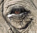 IMG0068 Elephants Eye 2400559 O