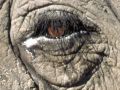 IMG0068 Elephants Eye 2400559 O