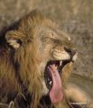 IMG0101 Male Lion Yawning 2400649 O